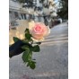 Роза Свит Ревиваль