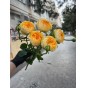 Роза Сильва Санни