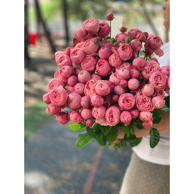 Сильва Пинк пионовидная роза