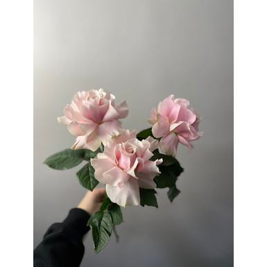 Французская роза Pink mond