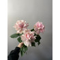 Французская роза Pink mond